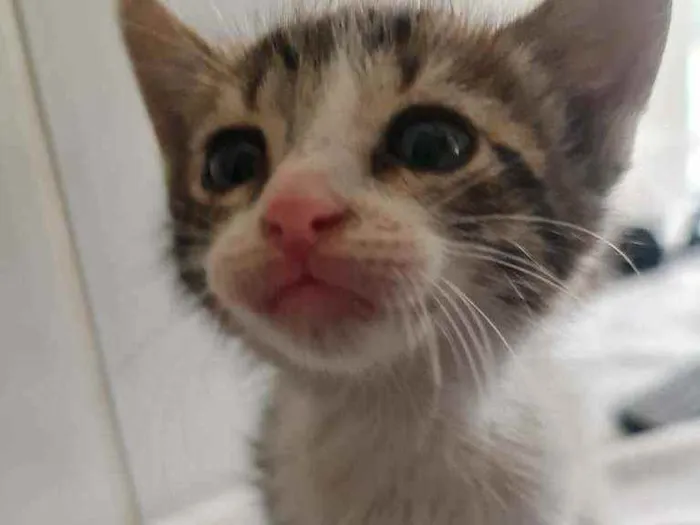 Gato ra a SRD idade Abaixo de 2 meses nome Valentina