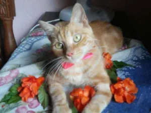 Gato raça Diferente idade 7 a 11 meses nome Lourinha