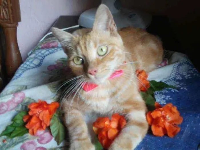 Gato ra a Diferente idade 7 a 11 meses nome Lourinha