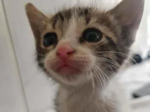 Gato raça SRD idade Abaixo de 2 meses nome Valentina