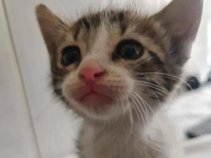 Gato ra a SRD idade Abaixo de 2 meses nome Valentina