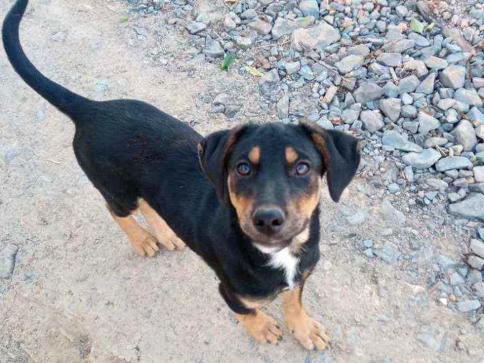 Cachorro ra a Não tem idade 2 a 6 meses nome Não tem