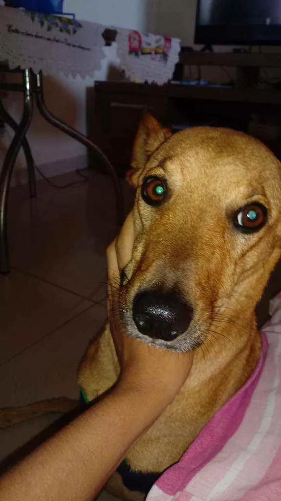 Cachorro ra a vira lata  idade 2 anos nome pretinho 