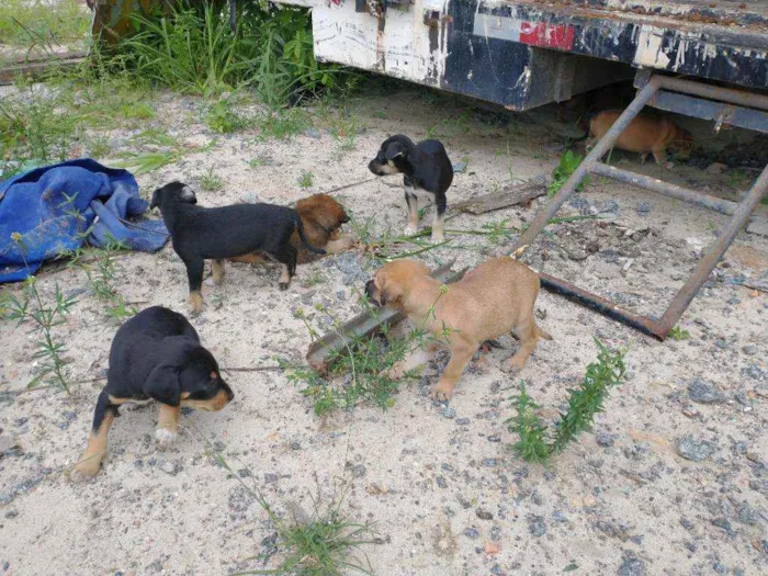 Cachorro ra a Vira latas idade Abaixo de 2 meses nome Vira latas