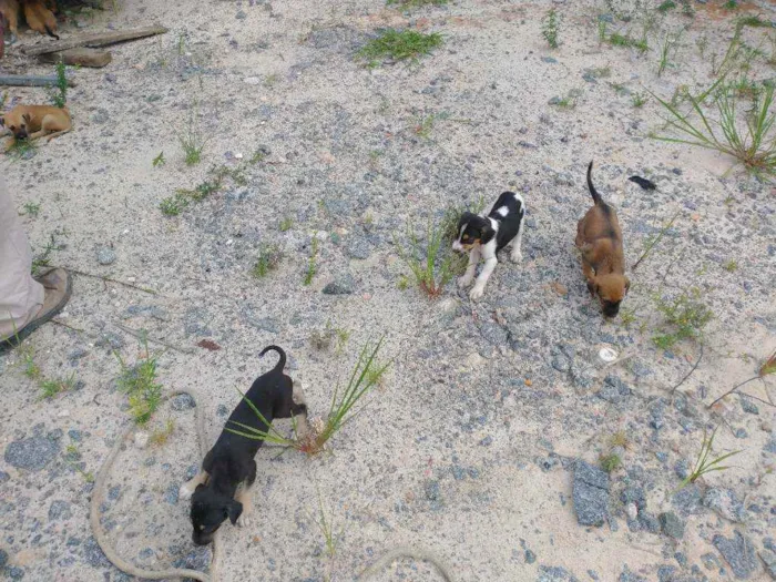 Cachorro ra a Vira latas idade Abaixo de 2 meses nome Vira latas