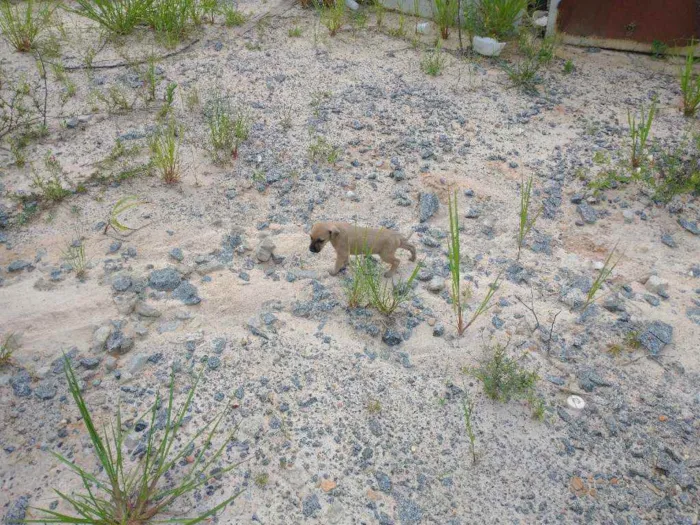 Cachorro ra a Vira latas idade Abaixo de 2 meses nome Vira latas