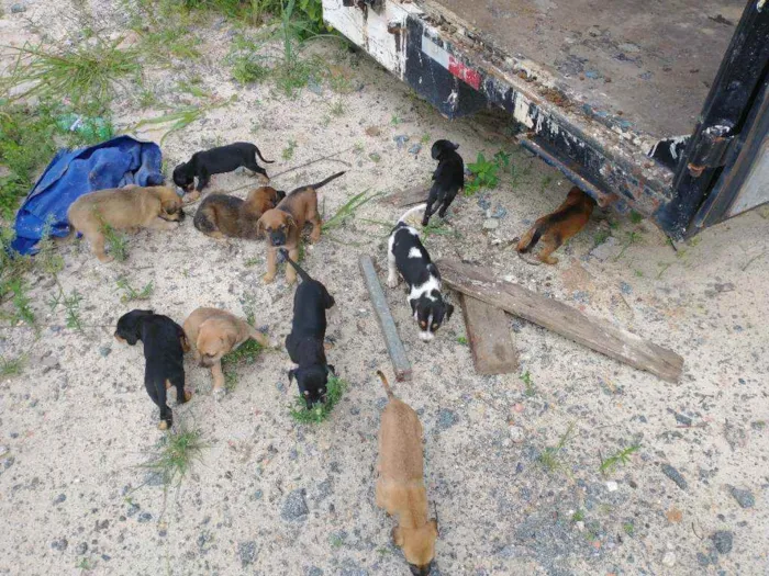 Cachorro ra a Vira latas idade Abaixo de 2 meses nome Vira latas