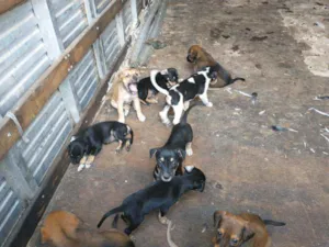 Cachorro raça Vira latas idade Abaixo de 2 meses nome Vira latas