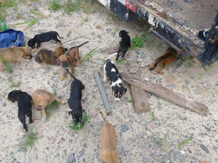 Cachorro ra a Vira latas idade Abaixo de 2 meses nome Vira latas