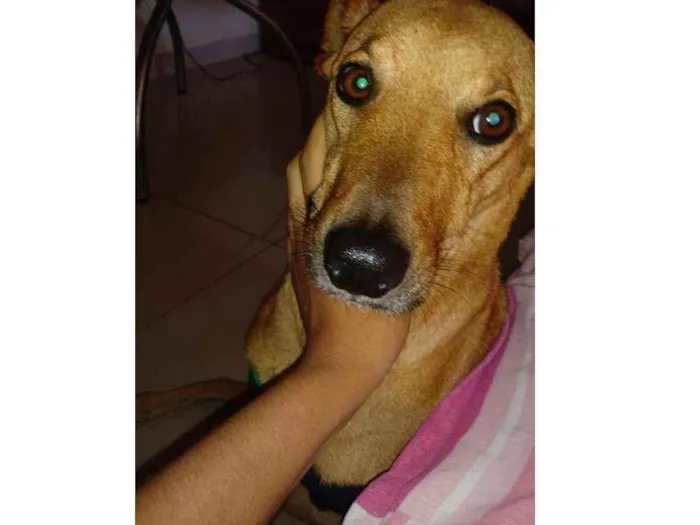 Cachorro ra a vira lata  idade 2 anos nome pretinho 