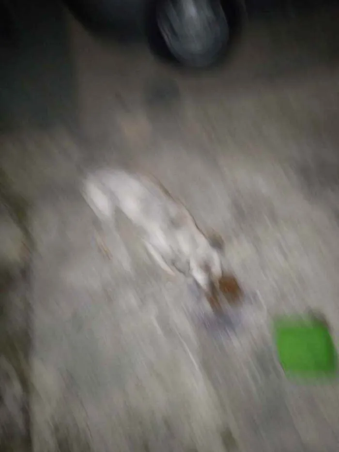 Cachorro ra a Srd idade 2 a 6 meses nome Não tem