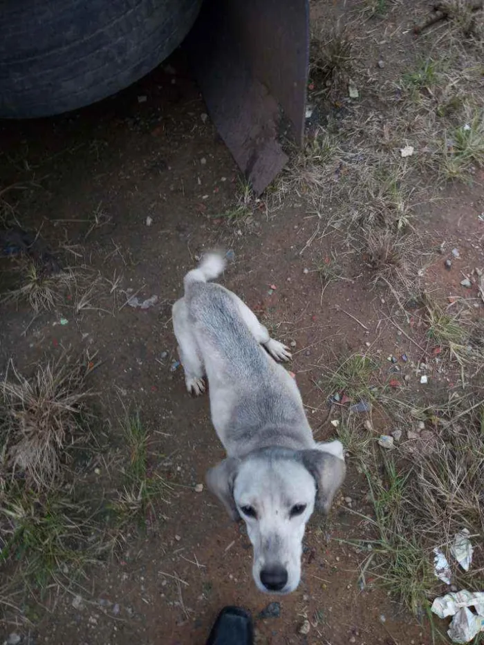 Cachorro ra a Srd idade 2 a 6 meses nome Não tem