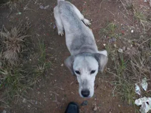 Cachorro raça Srd idade 2 a 6 meses nome Não tem