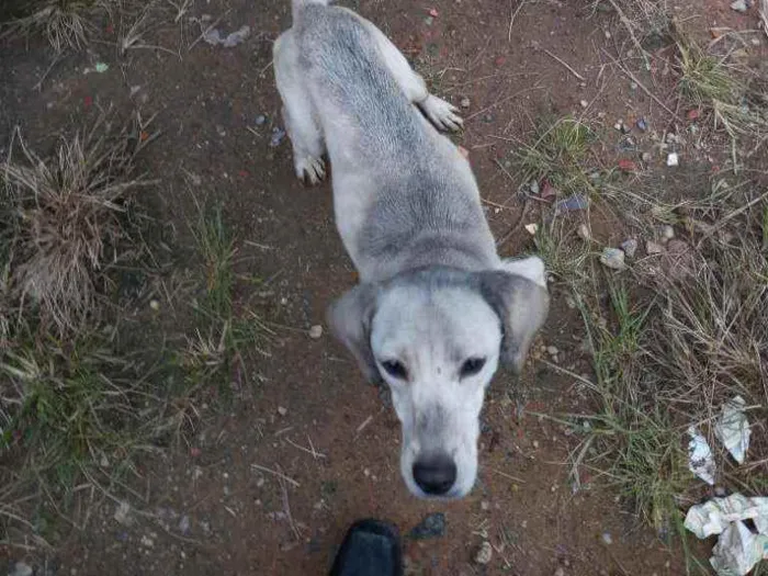 Cachorro ra a Srd idade 2 a 6 meses nome Não tem