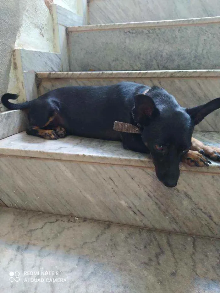 Cachorro raça Pincher com bassê idade 2 anos nome Billy Jhow