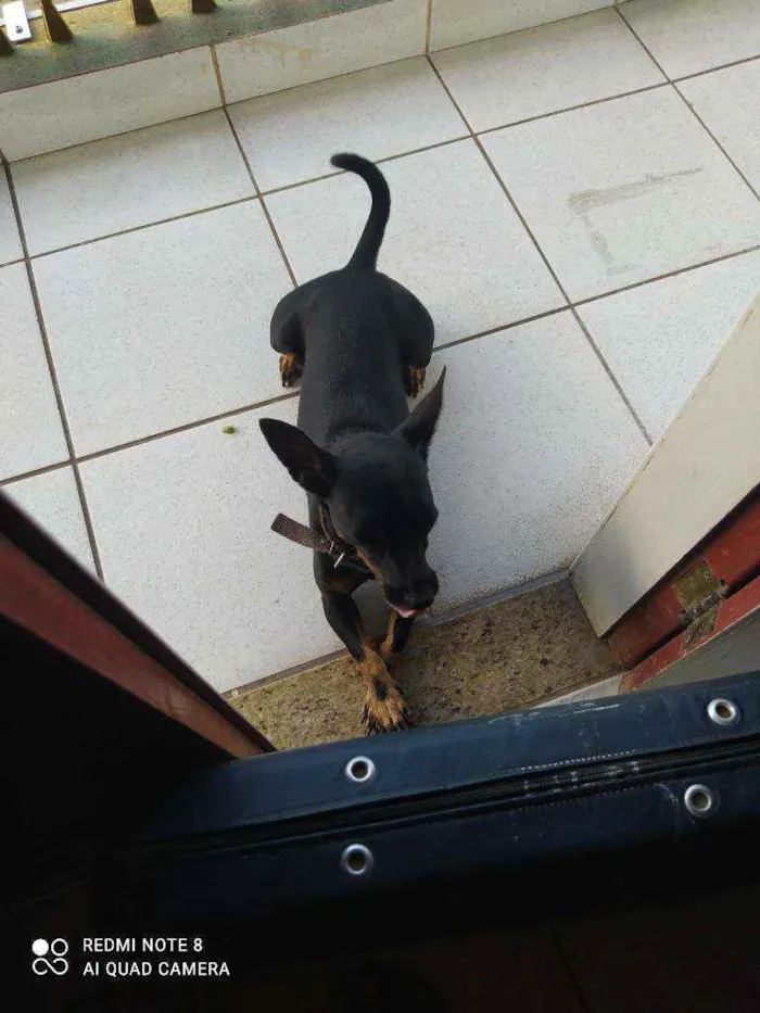 Cachorro raça Pincher com bassê idade 2 anos nome Billy Jhow