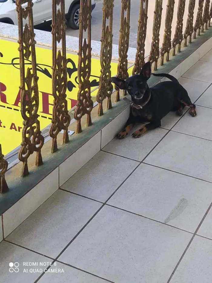 Cachorro raça Pincher com bassê idade 2 anos nome Billy Jhow