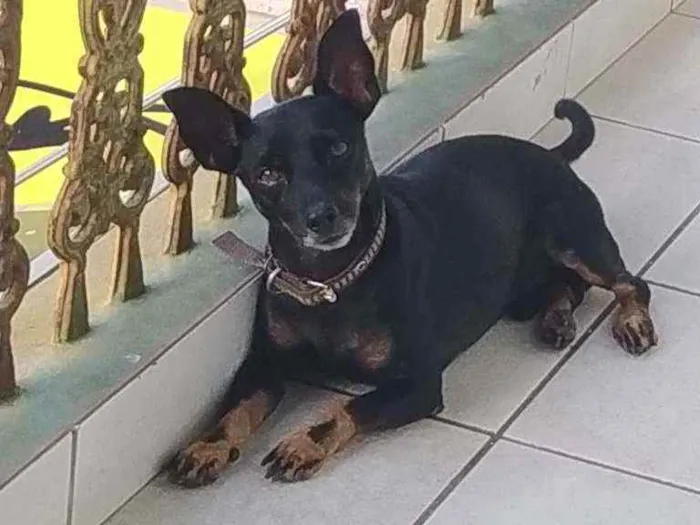 Cachorro raça Pincher com bassê idade 2 anos nome Billy Jhow