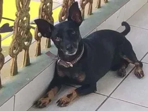 Cachorro raça Pincher com bassê idade 2 anos nome Billy Jhow