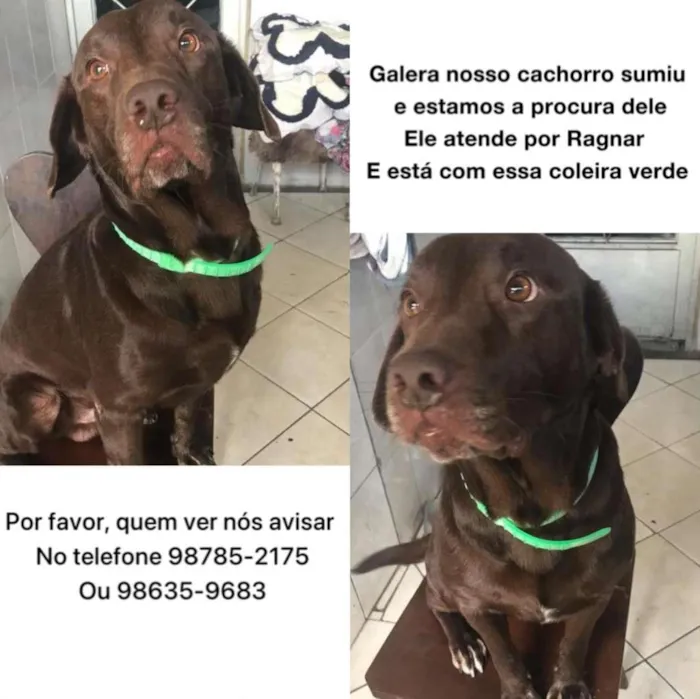 Cachorro ra a Labrador idade 2 anos nome Ragnar GRATIFICA