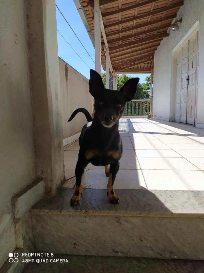 Cachorro raça Pincher com bassê idade 2 anos nome Billy Jhow