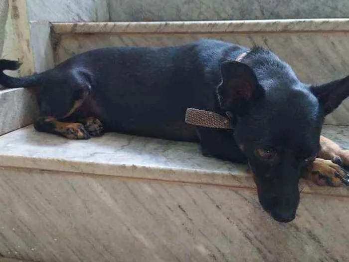 Cachorro raça Pincher com bassê idade 2 anos nome Billy Jhow