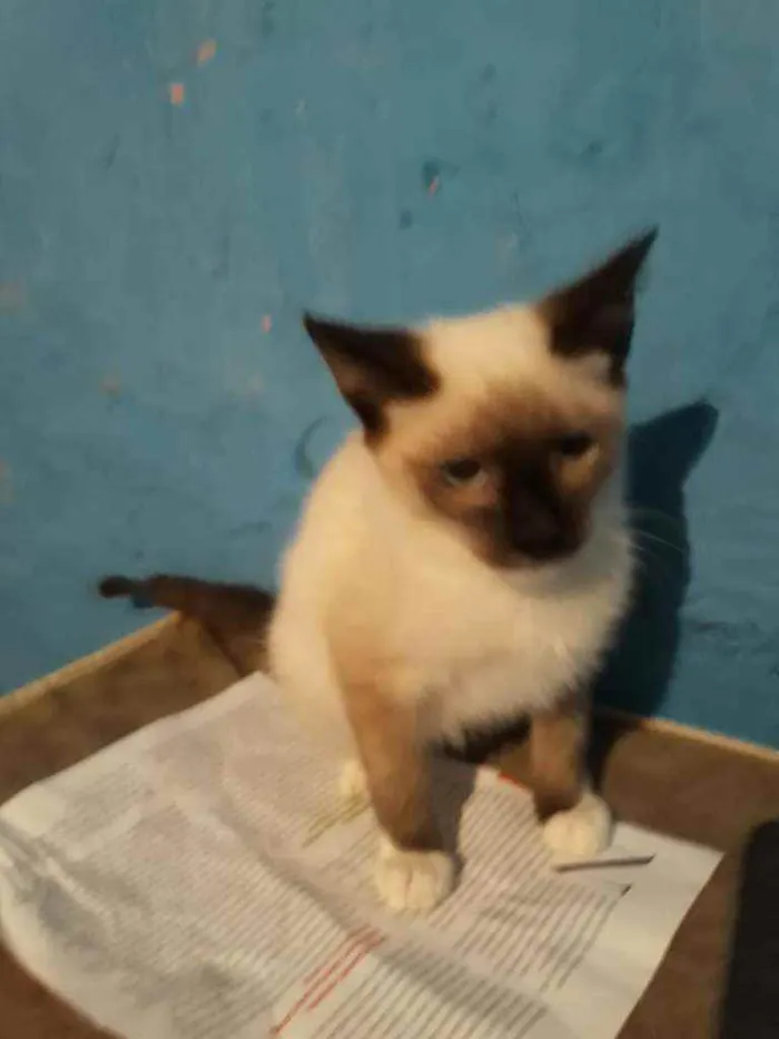 Gato ra a Mestiça de siamês idade 2 a 6 meses nome Adan