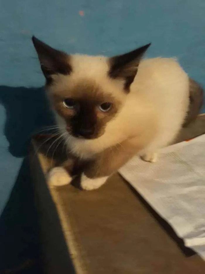 Gato ra a Mestiça de siamês idade 2 a 6 meses nome Adan