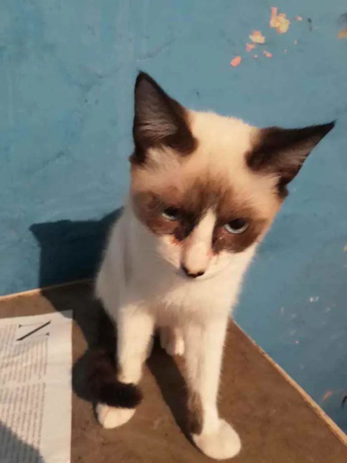Gato ra a Srd  idade 2 a 6 meses nome Scott