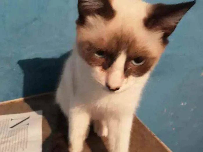Gato ra a Srd  idade 2 a 6 meses nome Scott