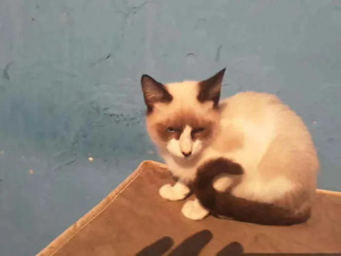 Gato ra a Srd  idade 2 a 6 meses nome Scott