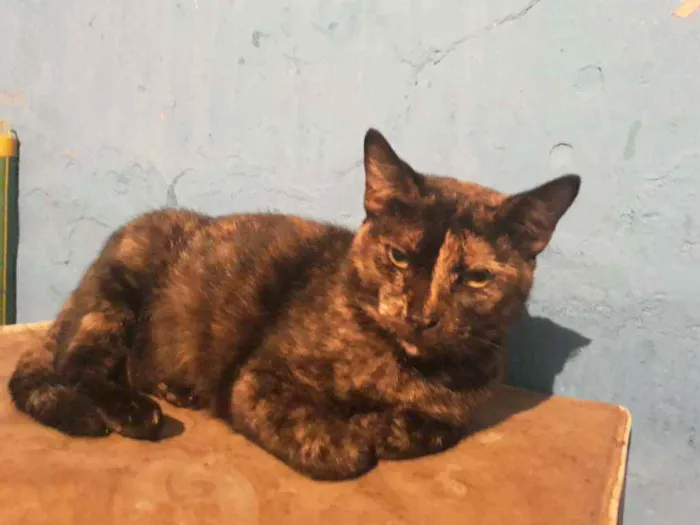 Gato ra a Srd  idade 7 a 11 meses nome Maju