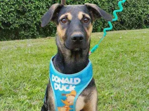 Cachorro raça SRD idade 7 a 11 meses nome LUFY 
