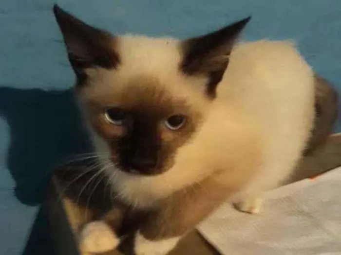 Gato ra a Mestiça de siamês idade 2 a 6 meses nome Adan
