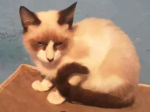 Gato raça Srd  idade 2 a 6 meses nome Scott