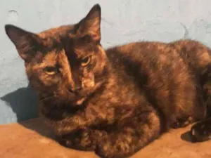 Gato raça Srd  idade 7 a 11 meses nome Maju