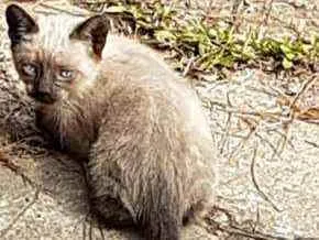 Gato raça Srd idade Abaixo de 2 meses nome Perola