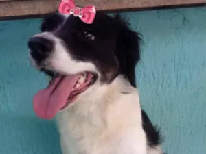 Cachorro raça Mestiça  idade 2 anos nome Princesa 