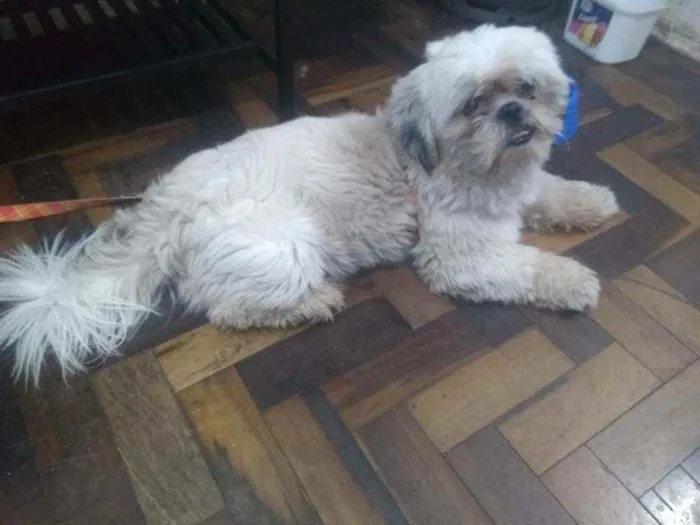 Cachorro ra a shitzu idade 1 ano nome Zeus
