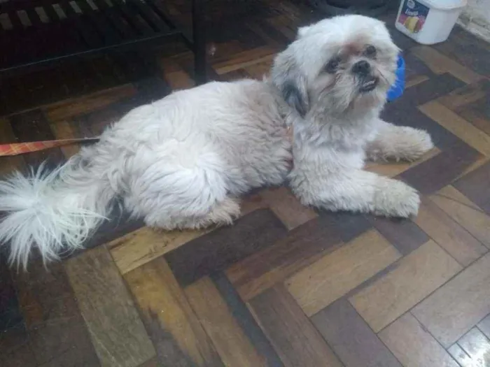 Cachorro ra a shitzu idade 1 ano nome Zeus