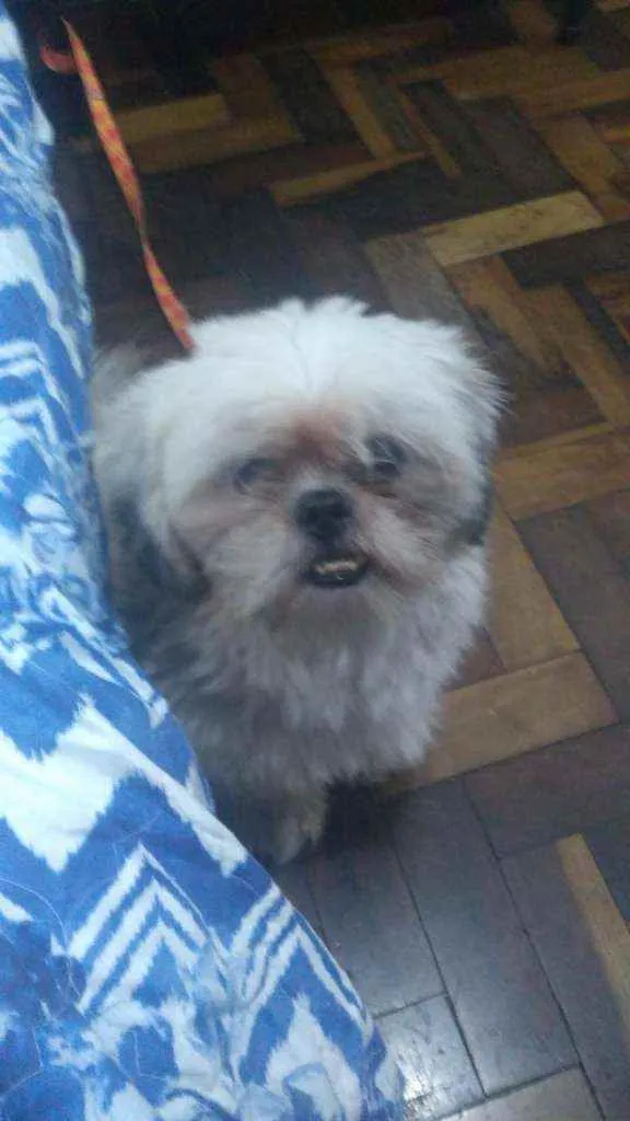 Cachorro ra a shitzu idade 1 ano nome Zeus