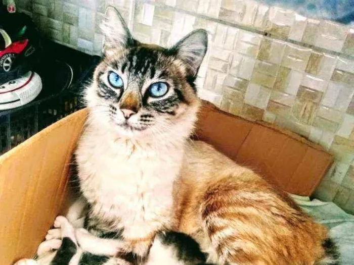 Gato ra a NAO SEI idade 2 anos nome SOL