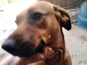 Cachorro raça Indefinida idade 3 anos nome Lesi