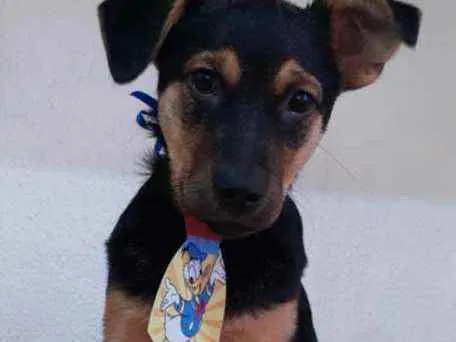 Cachorro raça SRD idade 2 a 6 meses nome Thor