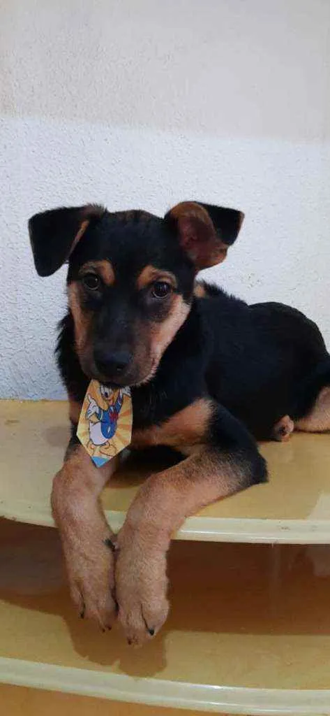 Cachorro raça SRD idade 2 a 6 meses nome Thor