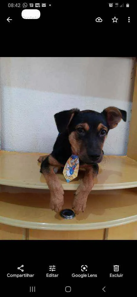 Cachorro raça SRD idade 2 a 6 meses nome Thor