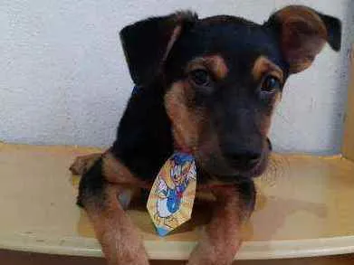 Cachorro raça SRD idade 2 a 6 meses nome Thor