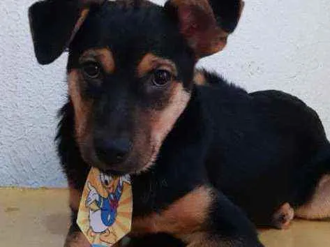 Cachorro raça SRD idade 2 a 6 meses nome Thor