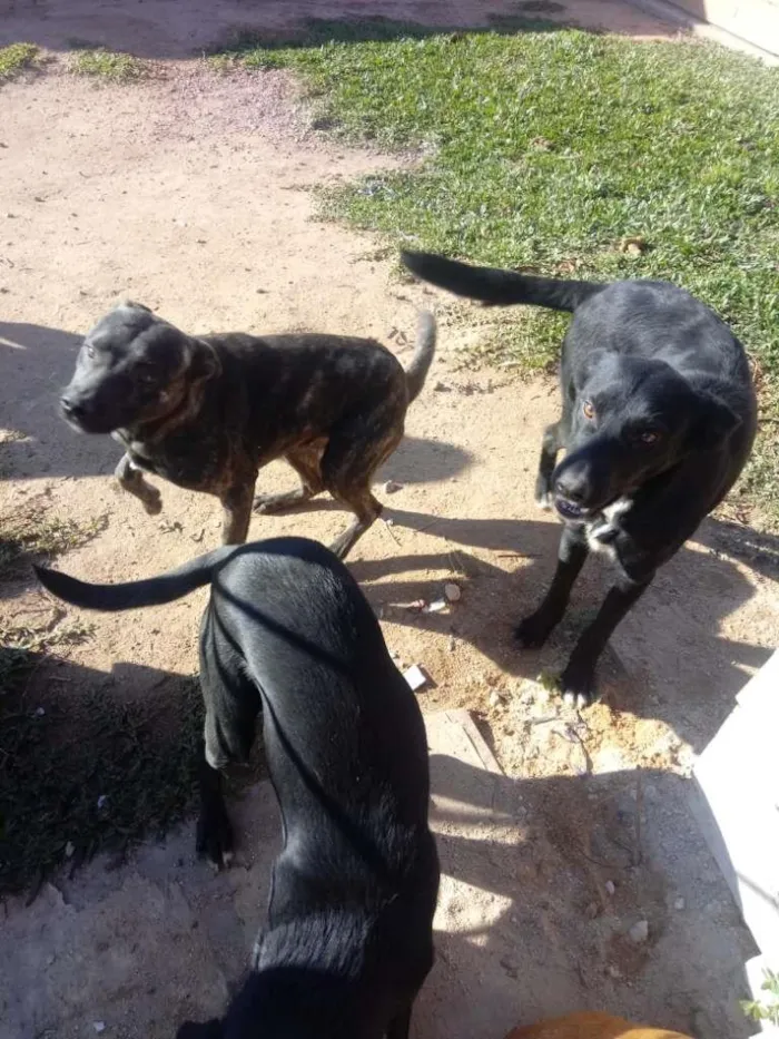 Cachorro ra a Vira lata idade 1 ano nome Tufao princesa e miu