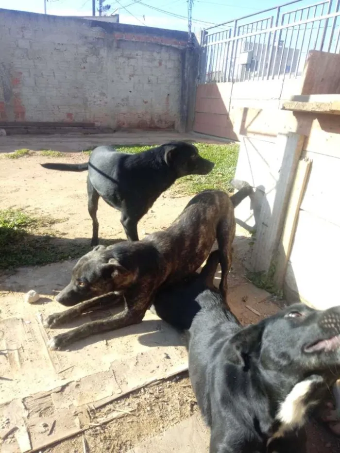 Cachorro ra a Vira lata idade 1 ano nome Tufao princesa e miu